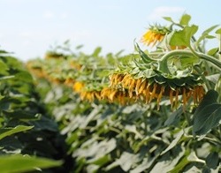 Інформація про організацію провeдення ділянкового (ґрунтового) та лабораторного сортового контролю ботанічних таксонів ярого типу розвитку під урожай 2021 року