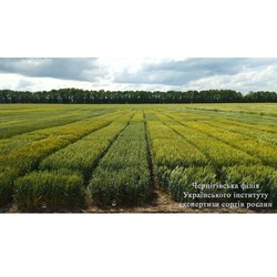 Чернігівська філія УІЕСР