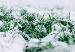 ВИЗНАЧЕННЯ МОРОЗОСТІЙКОСТІ СОРТІВ ПШЕНИЦІ ОЗИМОЇ ЗА ШТУЧНОГО ПРОМОРОЖУВАННЯ