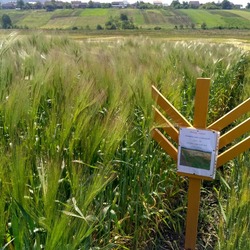 Львівська філія УІЕСР