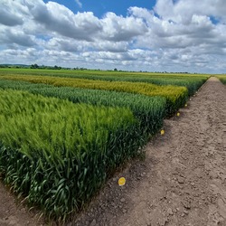 «Перевірка дослідів УІЕСР підтвердила належне виконання польових досліджень у філіях»