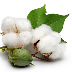 Науково-практичний досвід з вирощування бавовнику: технологічні аспекти та перспективи