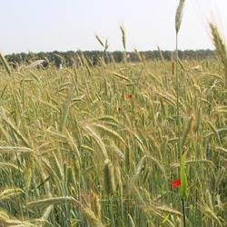 СОРТИ РОСЛИН