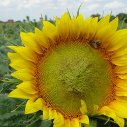 Інформація про затвердження Графіку перевірки дослідів на пунктах досліджень УІЕСР у 2018 році