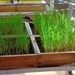 Перевірка морозостійкості сортів пшениці озимої за штучного проморожування