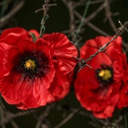 День пам’яті та перемоги над нацизмом у Другій світовій війні: пам’ятаємо заради життя