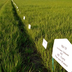 Одеська філія УІЕСР