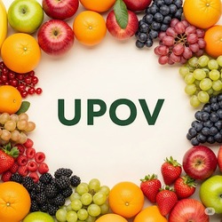 56-та сесія Технічної робочої групи з плодових культур (TWF), UPOV 