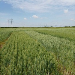 Закарпатська філія УІЕСР