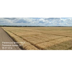 Рівненська філія УІЕСР